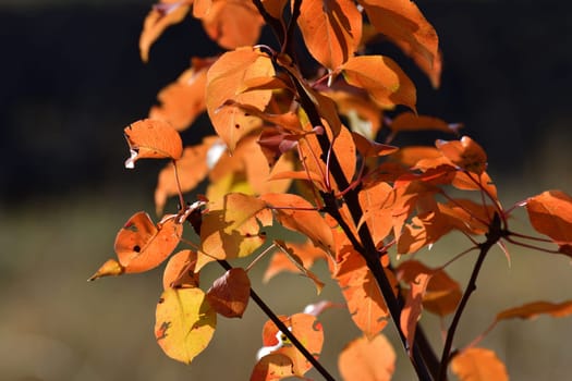 Beautiful red autumn pear leaves in garden