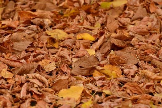 Background of yellow autumn leaves lying on ground