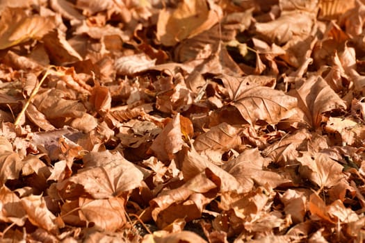 Background of yellow autumn leaves lying on ground