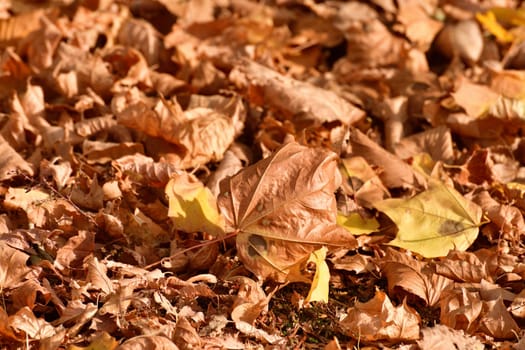 Background of yellow autumn leaves lying on ground