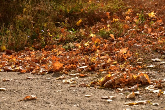 yellow autumn dry leaves lying on the ground among the grass