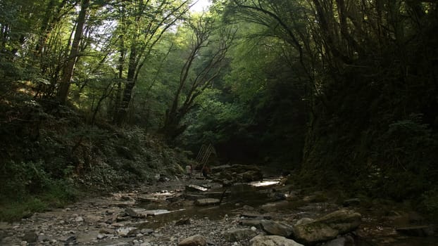 A stony path in a forest on a sunny day. Creative. Beautiful dense forest and a wide path