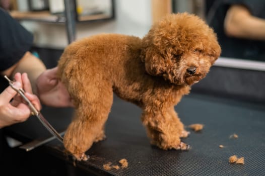 Woman trimming toy poodle with scissors in grooming salon