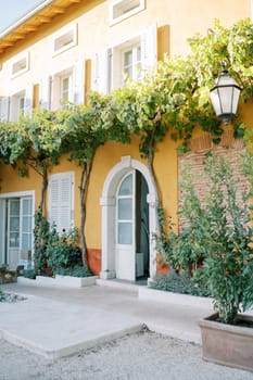 Grapevine winds along the yellow facade of an ancient villa. High quality photo