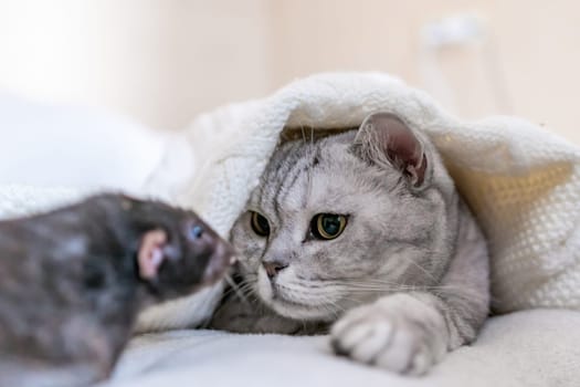 Cat and rat lie together on bed. Illustrating peaceful animal interaction. The cat appears to be looking at the rat, possibly curious or intrigued by its presence