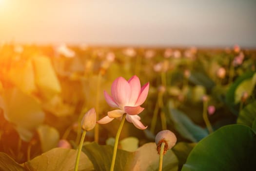 Sunrise in the field of lotuses, Pink lotus Nelumbo nucifera sways in the wind. Against the background of their green leaves. Lotus field on the lake in natural environment