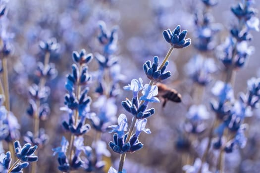 Lavender flower blooming scented fields in endless rows. Selective focus on Bushes of lavender purple aromatic flowers at lavender field. Abstract blur for background.