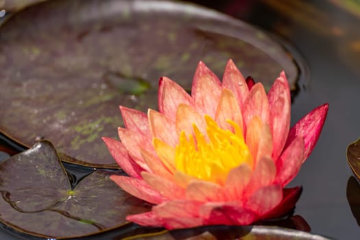 Pink lotus water lily flower in pond, waterlily with green leaves blooming.