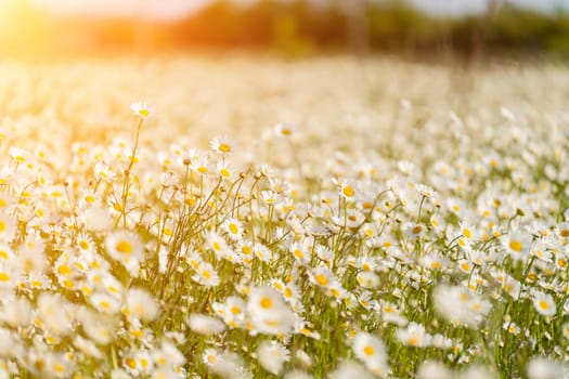 Daisy Chamomile background. Beautiful nature scene with blooming chamomilles in sun flare. Sunny day. Summer flowers