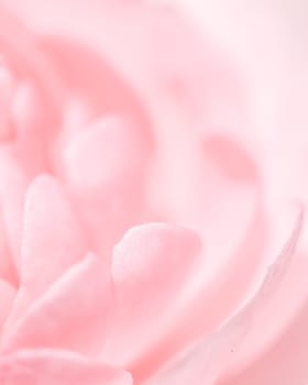 Soft focus, abstract floral background, pink rose flower. Macro flowers backdrop for holiday design