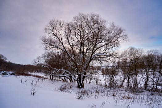 Winter landscape with bare trees on the bank of the river at sunset