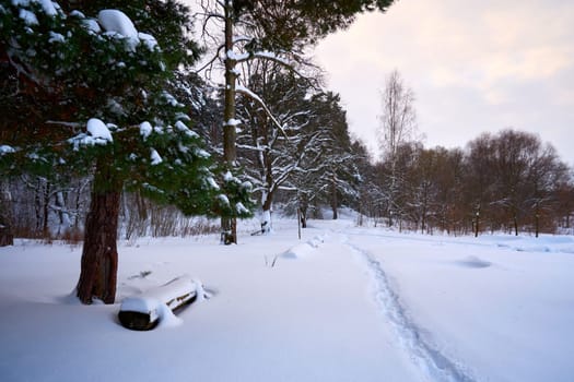 Winter landscape with snow covered trees and bench in the park at sunset