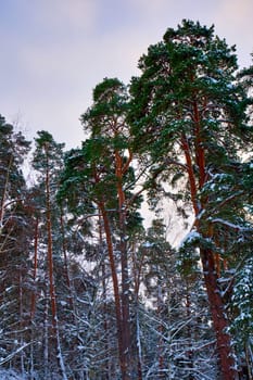 Winter pine forest. Tall pine trees covered with snow at sunset