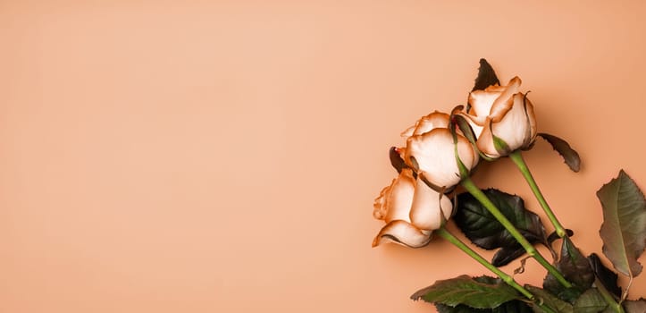 Color of the year 2024: Peach Fuzz. Valentines Day concept. roses on solid background with copy space. Banner