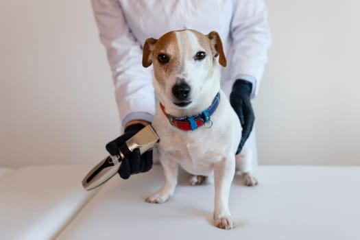 Grooming procedure in a veterinary clinic. A girl in a white coat and black gloves removes and trims the old fur of an overgrown Jack Russell Terrier puppy on a white table