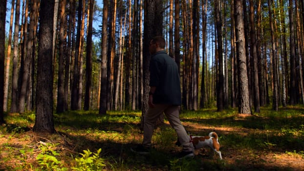 A man and walking in the woods with a small beautiful dog. Stock footage. Walking with a dog in a pine tree grove