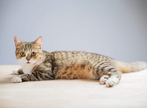 A cheerful and cute little grey Scottish Fold cat is isolated on a white background in this beautiful cat portrait, standing with a straight tail.