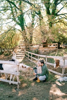 Dad feeds carrots to a pony over the fence, squatting next to a little girl. High quality photo