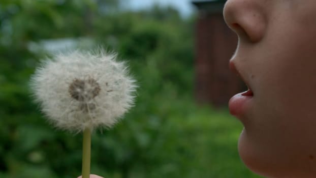 A small dandelion in the green grass.Creative. A small child who blows on a white dandelion and who flies away. High quality 4k footage