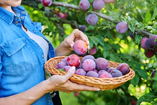 Close-up of woman's hand picking ripe plums from tree in basket. Summer autumn season, plum harvest, organic farm, orchard, natural healthy food, delicious fruits concept