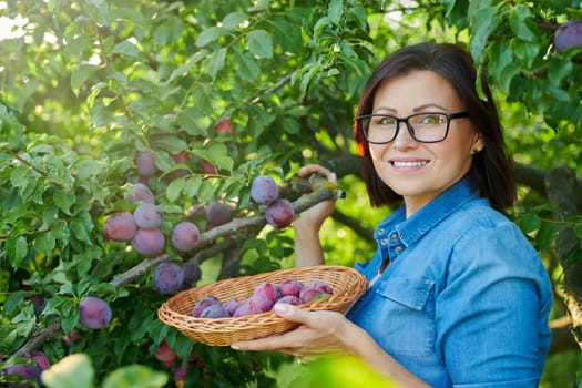 Woman picking ripe plums from tree in basket. Summer autumn season, plum harvest, organic farm, orchard, natural healthy food, delicious fruits concept
