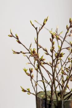 Branches of the pussy willow with flowering bud in vase with water isolated on white background