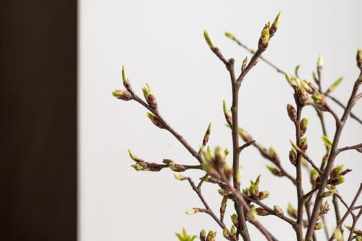 Hello spring or happy easter concept: New tree leaves branch budding in the spring vase