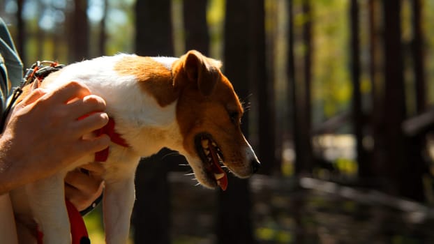 Owner holding and stroking a cute beautiful dog. Stock footage. Man and terrier outdoors, close up of happy dog face