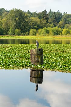 Grey heron sitting on a wooden booth in a nature reservation park in British Columbia