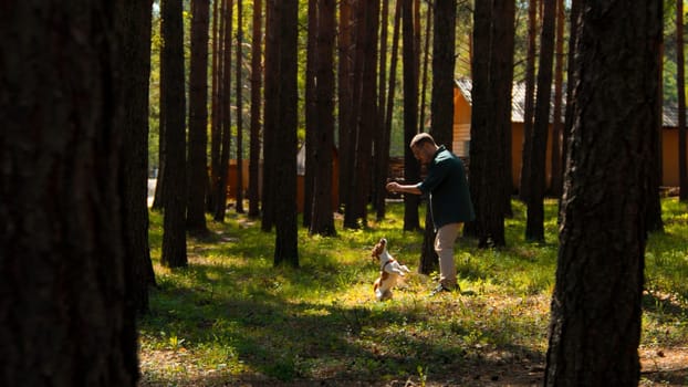 Dog training in summer sunny forest. Stock footage. Man having fun outdoors with his cute dog