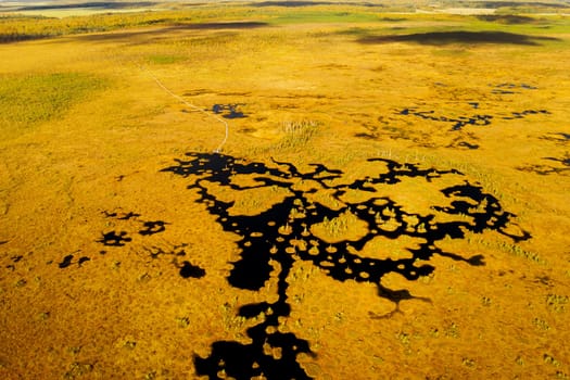 An aerial view of an autumn bog in Yelnya, Belarus, autumn. Ecosystems ecological problems climate change.