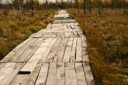 Wooden path on the swamp in Yelnya, Belarus.