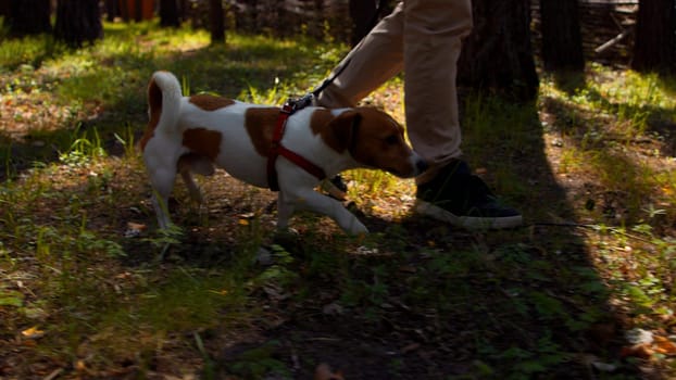 Pretty pet exploring summer city park with pine trees. Stock footage. Nice little dog jack russell walking with its owner
