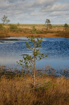 Spruce and lakes in the swamp in the Yelninsky Nature Reserve, Belarus, autumn. Ecosystems environmental problems climate change.