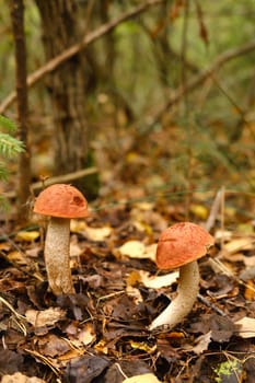 Two red aspen trees grow in the forest. Mushrooms in the forest. Mushroom picking.