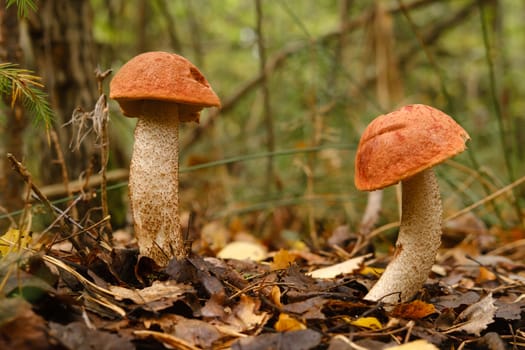 Two red aspen trees grow in the forest. Mushrooms in the forest. Mushroom picking.