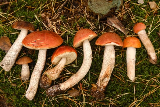 A lot of cut red aspen mushrooms . Mushrooms in the forest. Mushroom picking.