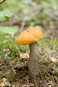 An edible aspen mushroom growing in the forest. Mushrooms in the forest. Mushroom picking.