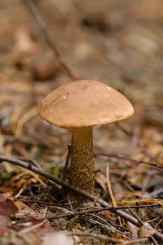 In the forest grows a magnificent mushroom podberezovik. Forest mushrooms.