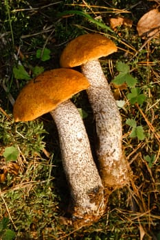 Two red aspen trees grow in the forest. Mushrooms in the forest. Mushroom picking.