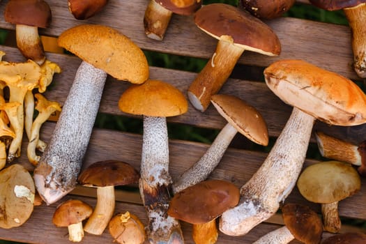 There are a lot of wild mushrooms on the table , aspen and blackberries . Mushrooms in the forest. Mushroom picking.