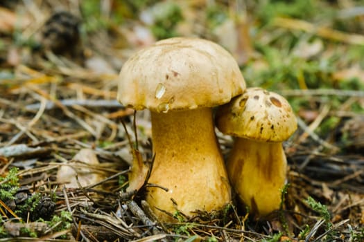 Gorchak mushroom in the forest, close-up. inedible false boletus mushroom.