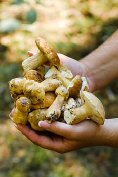 A lot of mustard mushrooms lying in your hands , close-up. inedible false white mushroom.