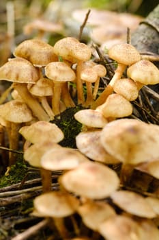 Forest edible mushrooms, honey mushrooms, grow in the forest on an old tree.