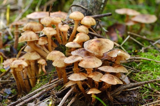 Forest edible mushrooms, honey mushrooms, grow in the forest on an old tree.