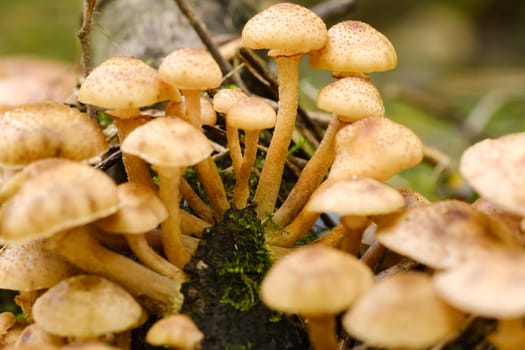 Forest edible mushrooms, honey mushrooms, grow in the forest on an old tree.