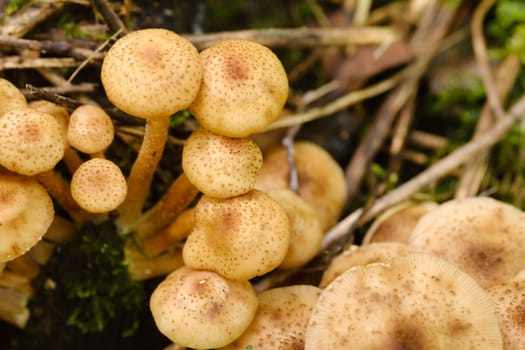 Forest edible mushrooms, honey mushrooms, grow in the forest on an old tree.