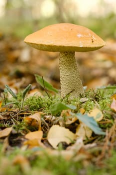 A large aspen mushroom with an orange cap grows in the autumn forest. Mushrooms in the forest. Mushroom picking.