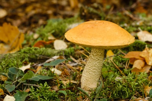 A large aspen mushroom with an orange cap grows in the autumn forest. Mushrooms in the forest. Mushroom picking.