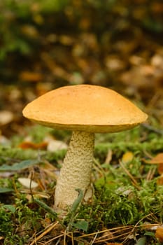 A large aspen mushroom with an orange cap grows in the autumn forest. Mushrooms in the forest. Mushroom picking.